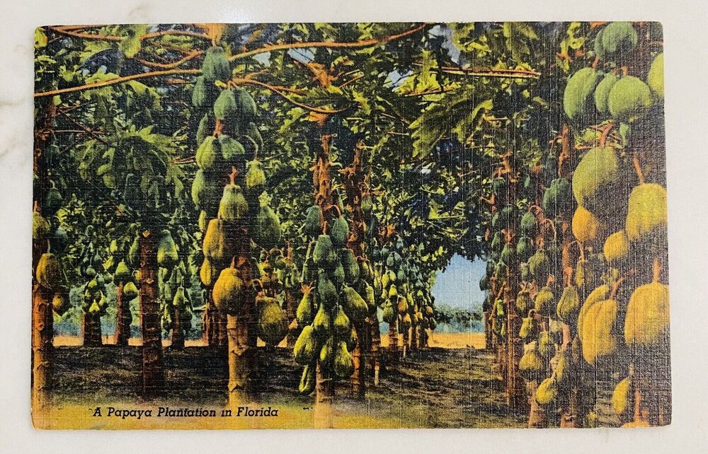 A Papaya Plantation in Florida FL 1959 Vintage Linen Postcard Religious Freedom